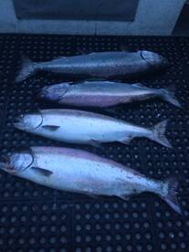 Comox Report Photo 1