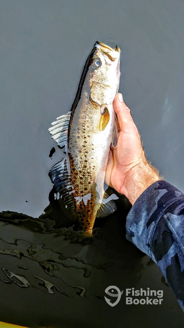 Port Orange Report Photo 0