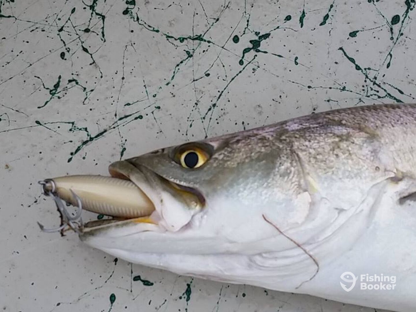 Hungry topwater trout
