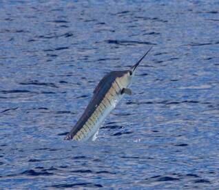 Quepos Report Photo 1