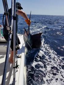 Great Day for a Sailfish