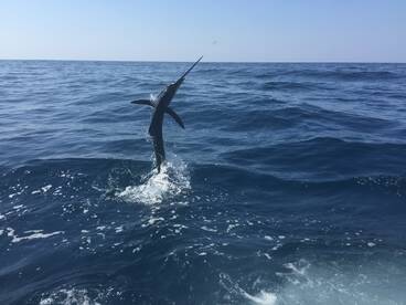 Iztapa Report Photo 1