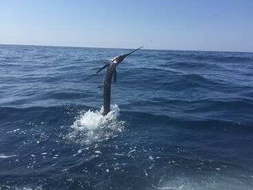 Iztapa Report Photo 1