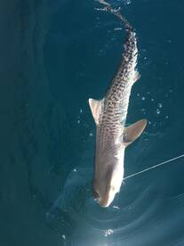 Special tiger shark!