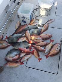 Fort Pierce Report Photo 1