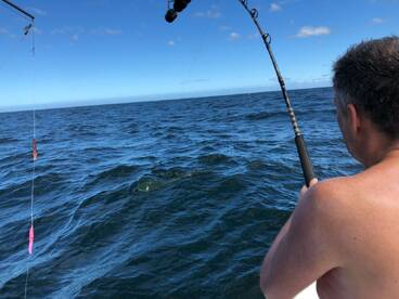 The fish coming to the surface