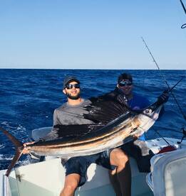 Sailfish action on the edge. 