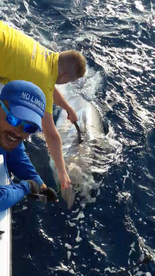 Massive bluefin tuna!