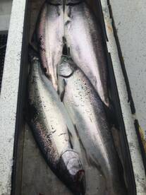 Comox Report Photo 2