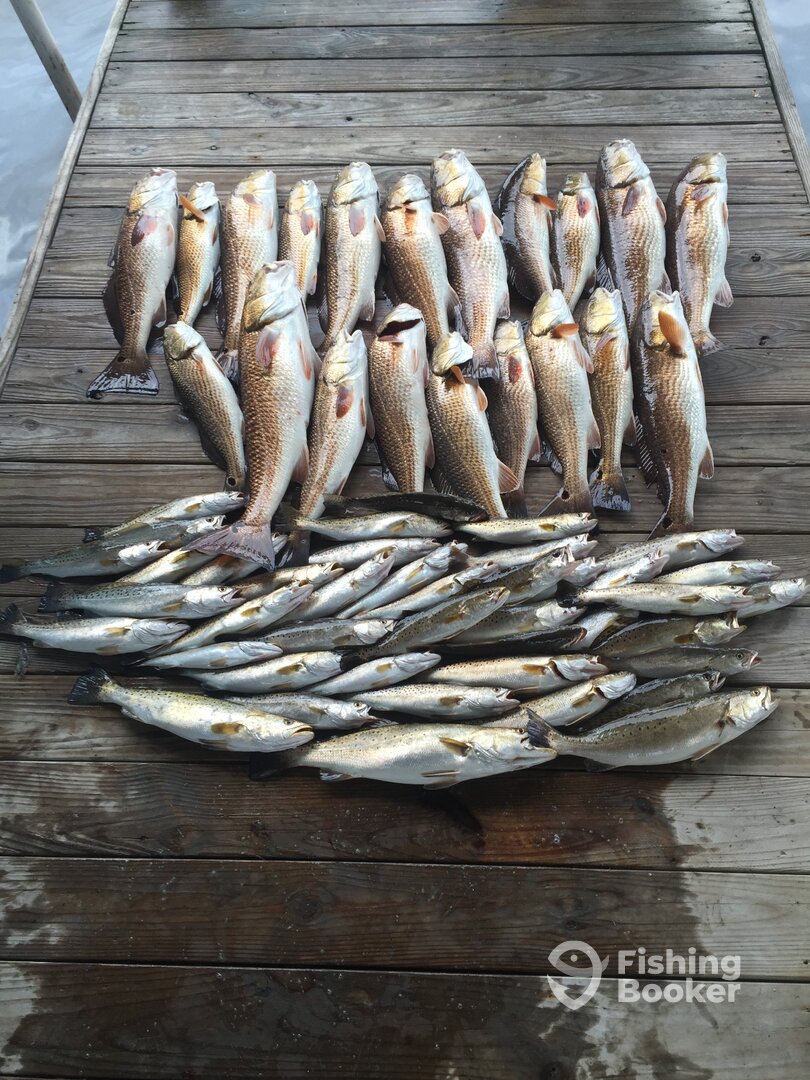 St. Bernard Report Photo 0