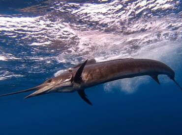 Quepos Report Photo 1