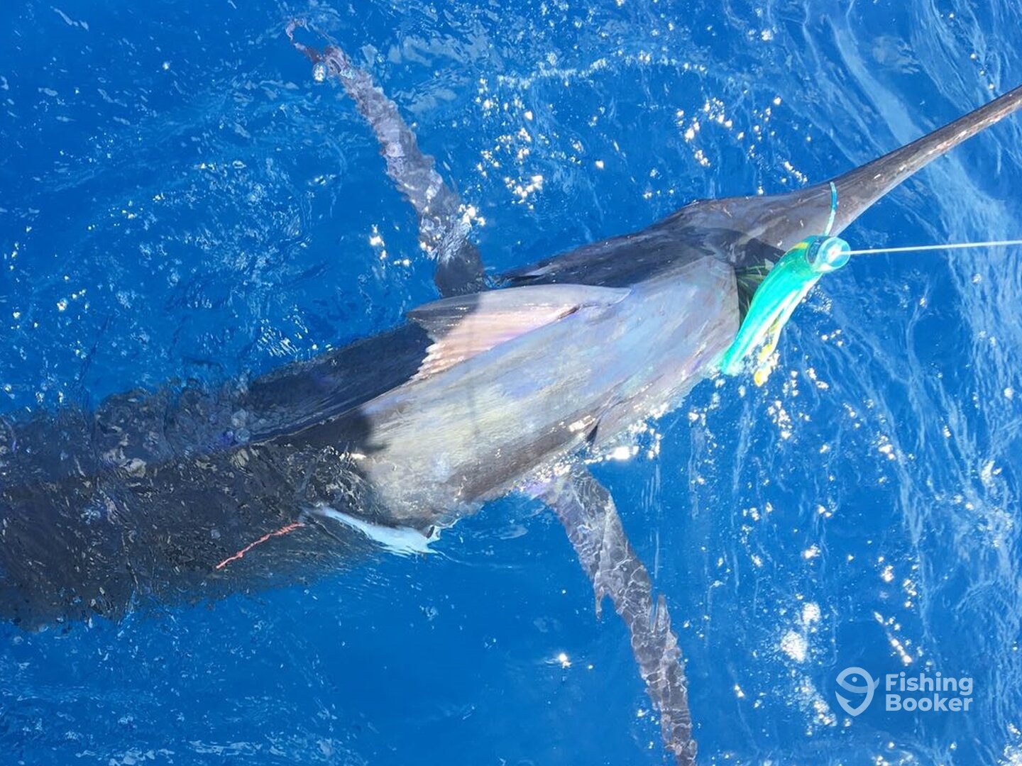 Sydney Report Photo 0