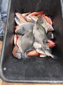 Orange Beach Report Photo 2