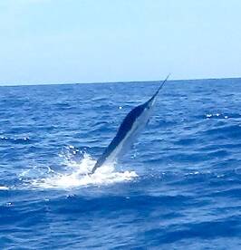 Super Monday ! White marlins 2-2 4 hour 