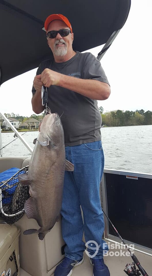 30lb Blue Cate