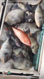 Great day bottom fishing