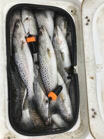 Venice Report Photo 2