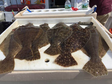 Montauk Report Photo 1