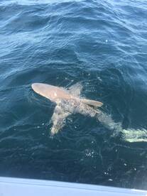 Orange Beach Report Photo 2