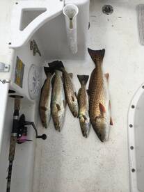 Tampa Report Photo 2