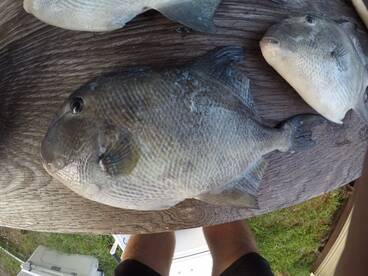  Its Grouper Season!!