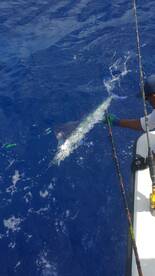 Punta Cana Report Photo 1