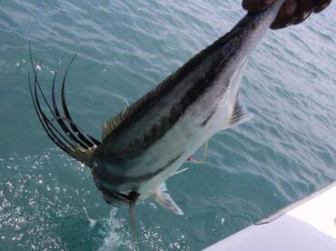 Quepos Report Photo 1