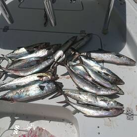 Topsail Beach Report Photo 2