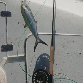 Topsail Beach Report Photo 1