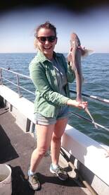 Smoothounds love our live prawns 