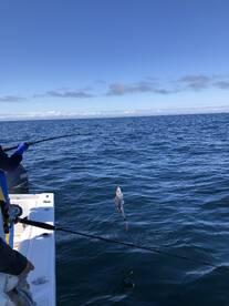 Great Haddock Fishing