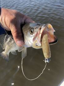 Mount Pleasant Report Photo 2