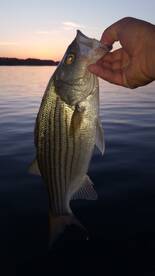 Conroe Report Photo 2