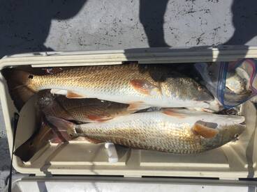 Aransas Pass Report Photo 1