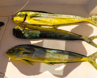 Le Morne Report Photo 2