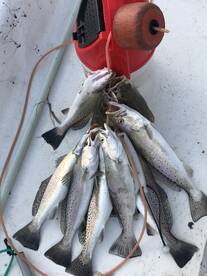 Trout fishing coming around 