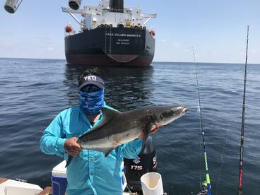 Kings, Cobia and sharks 