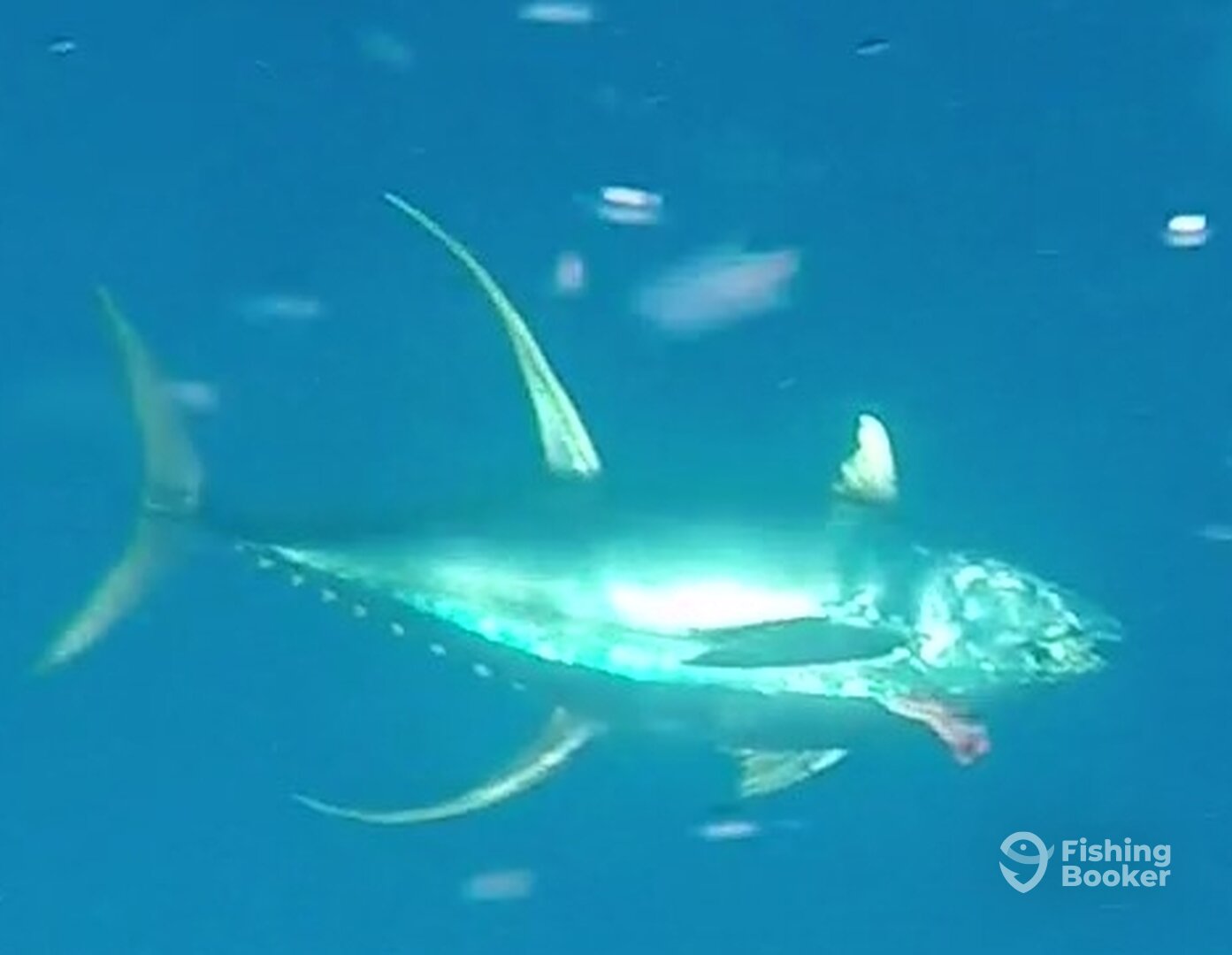 Sydney Report Photo 0