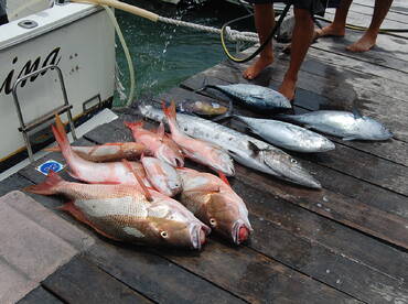 LOOKING FOR A SAILFISH!