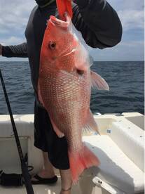 Snapper, Snapper, Snapper