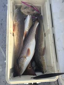 Aransas Pass Report Photo 1