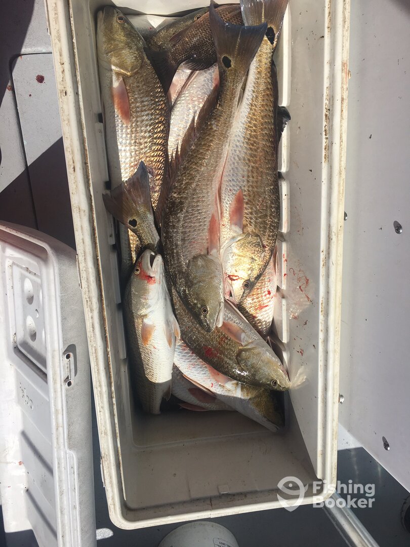 Orange Beach Report Photo 0