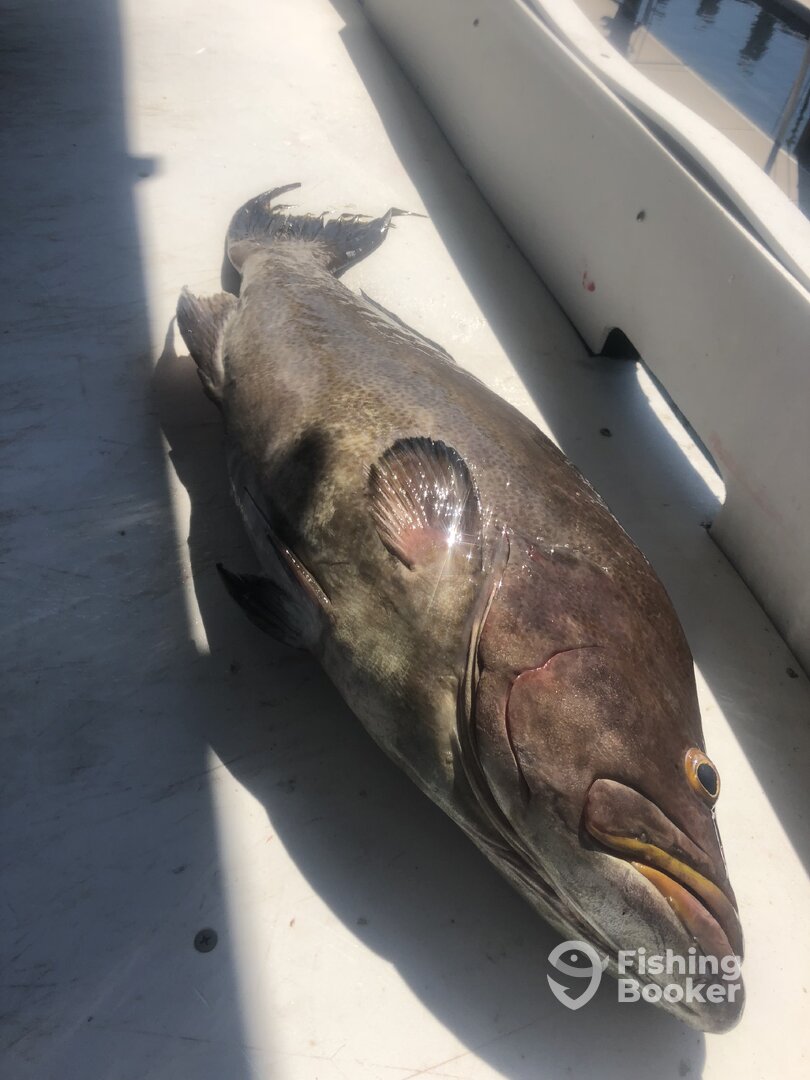 Orange Beach Report Photo 0