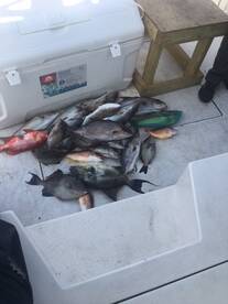 MID JUNE 2018 REPORT