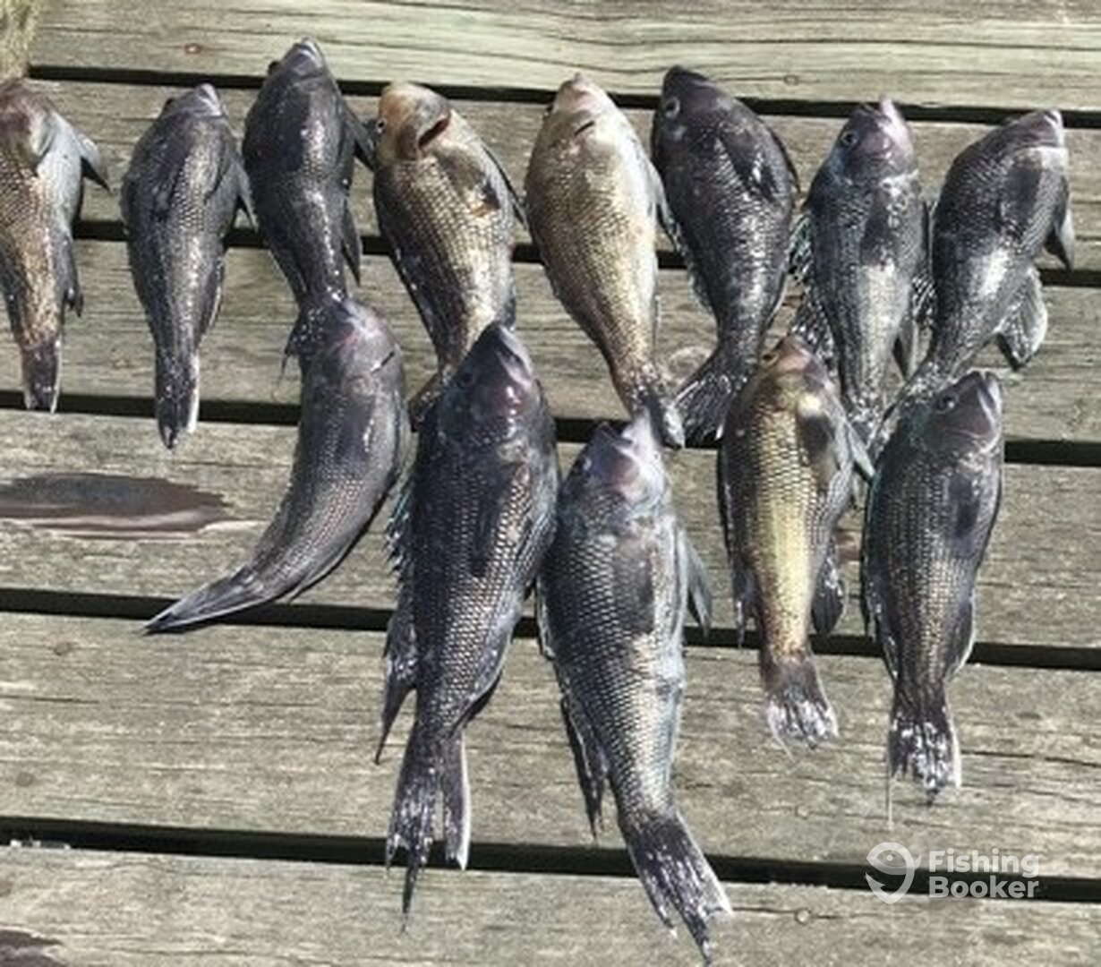 Brigantine Report Photo 0