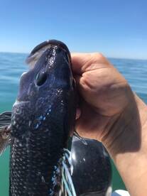 Brigantine Report Photo 2