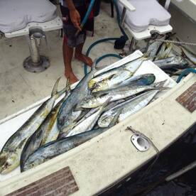 Bridgetown Report Photo 2