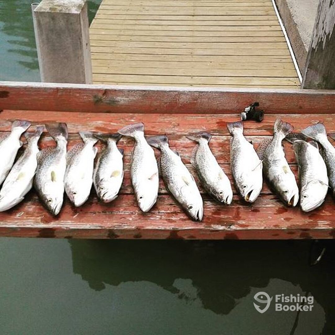 South Padre Island Report Photo 0