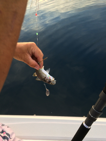 Marbella Report Photo 2