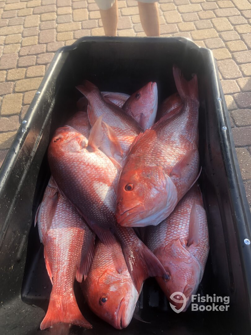 Orange Beach Report Photo 0